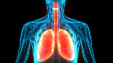 İnsan Solunum Sistemi Anatomiyi Akciğerledi