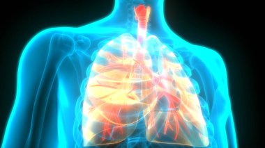 İnsan Solunum Sistemi Anatomiyi Akciğerledi