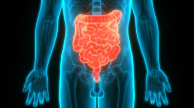 İnsan Sindirim Sistemi Geniş ve İnce Bağırsak Anatomisi. Üç Boyut