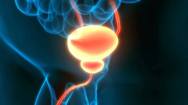 İnsan idrar torbası anatomisi. Üç Boyut