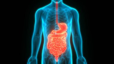 İnce bağırsak anatomisi olan insan sindirim sistemi midesi. Üç Boyut