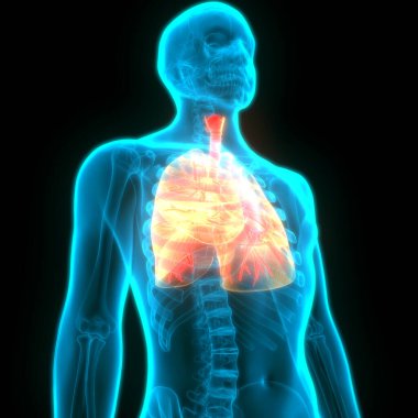 İnsan Solunum Sistemi Anatomiyi Akciğerledi