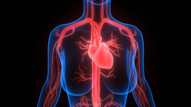 İnsan Kalbi Anatomisi çizimi. 3d