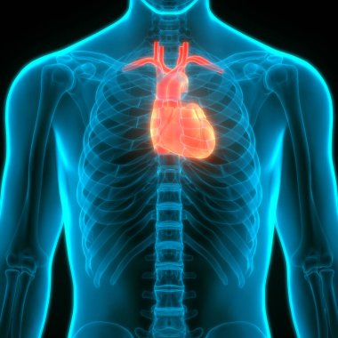 İnsan Kalbi Anatomisi çizimi. 3d