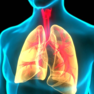 İnsan Solunum Sistemi Anatomiyi Akciğerledi