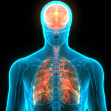 İnsan Sinir Sistemi Beyin Anatomisi Merkezi Organı. Üç Boyut