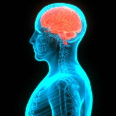 İnsan Sinir Sistemi Beyin Anatomisi Merkezi Organı. Üç Boyut