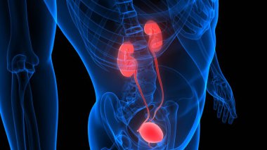 İnsan Vücut Organlarının 3D İllüstrasyonu (Böbrekler)