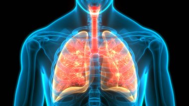İnsan Solunum Sistemi Anatomiyi Akciğerledi