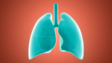İnsan Solunum Sistemi Anatomiyi Akciğerledi