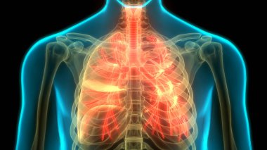 İnsan Solunum Sistemi Anatomiyi Akciğerledi