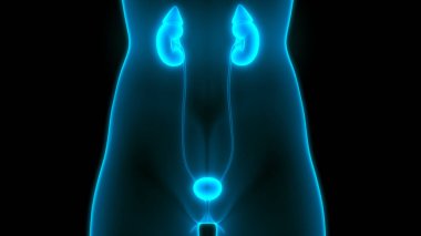 İnsan Vücut Organlarının 3D İllüstrasyonu (Böbrekler)