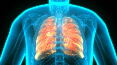 İnsan Solunum Sistemi Anatomiyi Akciğerledi