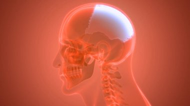 İnsan İskelet Sistemi Kafatası Kemik Parçaları Anatomisi. Üç Boyut