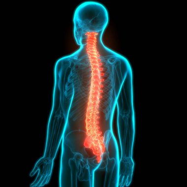 İnsan İskelet Sistemi Anatomisi Omurga Diskleri