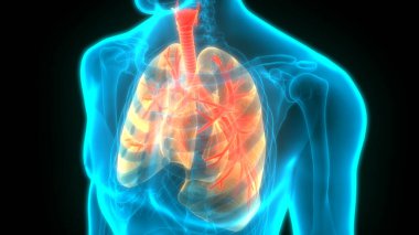 İnsan Solunum Sistemi Anatomiyi Akciğerledi
