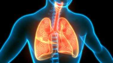 İnsan Solunum Sistemi Anatomiyi Akciğerledi