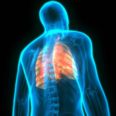 İnsan Solunum Sistemi Anatomiyi Akciğerledi