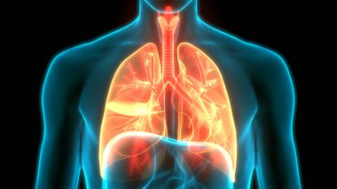 İnsan Solunum Sistemi Anatomiyi Akciğerledi