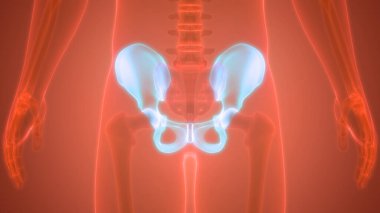 İnsan iskelet sistemi kalça anatomisi. 3D - Görüntü