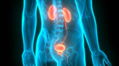 İdrar torbası anatomisi olan insan böbrekleri. Üç Boyut