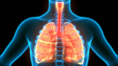 İnsan Solunum Sistemi Anatomiyi Akciğerledi
