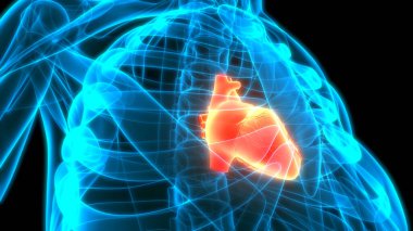 İnsan Kalbi Anatomisi çizimi. 3d