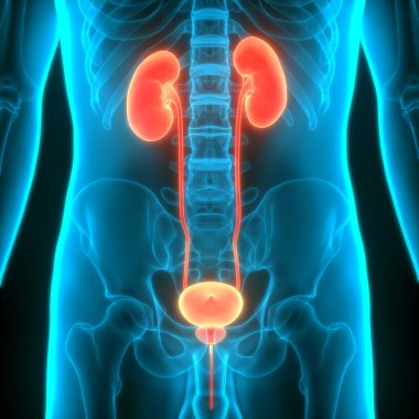 İdrar torbası anatomisi olan insan böbrekleri. Üç Boyut