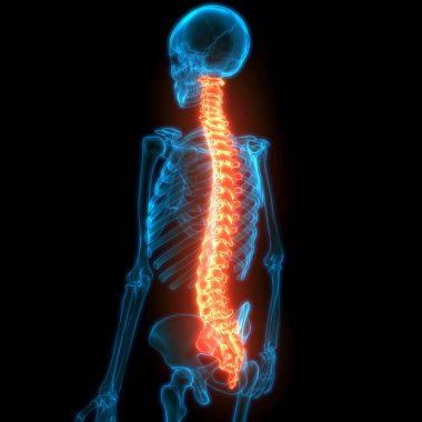 İnsan İskelet Sistemi Anatomisi Omurga Diskleri