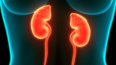 İnsan Vücut Organlarının 3D İllüstrasyonu (Böbrekler)