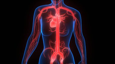İnsan Kalbi Anatomisi çizimi. 3d