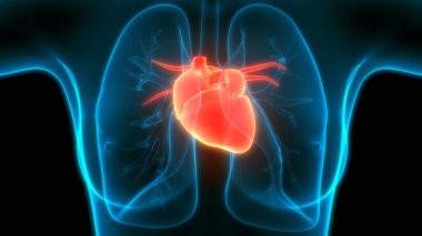 İnsan Kalbi Anatomisi çizimi. 3d