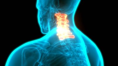Omurilik Anatomisi (Servikal Omurga). 3D - Görüntü
