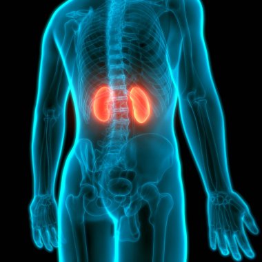 İnsan Vücut Organlarının 3D İllüstrasyonu (Böbrekler)