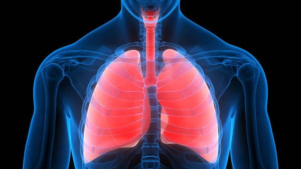 Sistema Respiratorio Humano Pulmones Anatomía — Foto de Stock