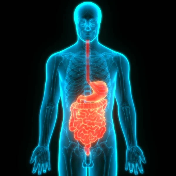 小腸解剖学を用いたヒト消化器系胃 — ストック写真