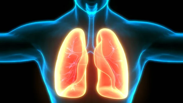 Ανθρώπινο Αναπνευστικό Σύστημα Πνεύμονες Ανατομία — Φωτογραφία Αρχείου