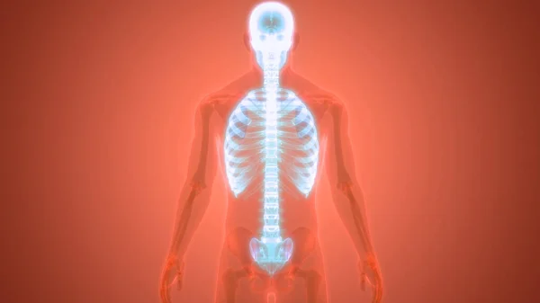 Human Skeleton System Axial Skeleton Anatomy 약자이다 — 스톡 사진