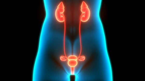 带膀胱解剖的女性泌尿系统肾 — 图库照片