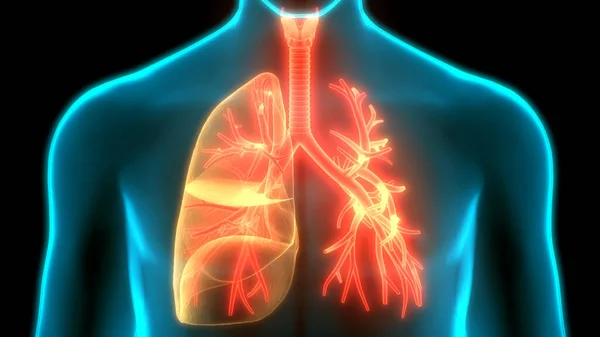 人体呼吸系统隆起解剖 — 图库照片