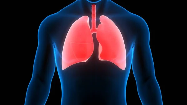 Human Respiratory System Lungs Anatomy — Stock Photo, Image