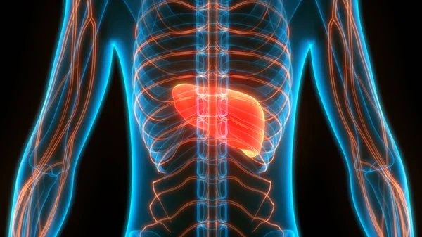 Human Body Organs Anatomy (Liver). 3D