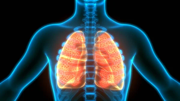 Human Respiratory System Lungs Anatomy