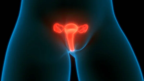 女性生殖系の解剖学 — ストック写真