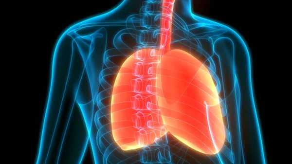 Sistema Respiratório Humano Anatomia Pulmonar — Fotografia de Stock