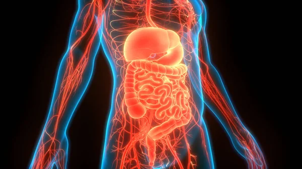 Estómago Del Sistema Digestivo Humano Con Anatomía Del Intestino Delgado — Foto de Stock