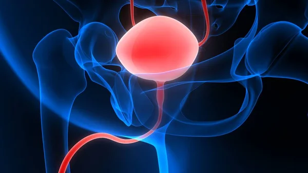 Anatomía Vesical Del Sistema Urinario Humano — Foto de Stock