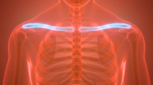 Ludzki System Szkieletowy Stawy Obojczykowe Anatomia — Zdjęcie stockowe