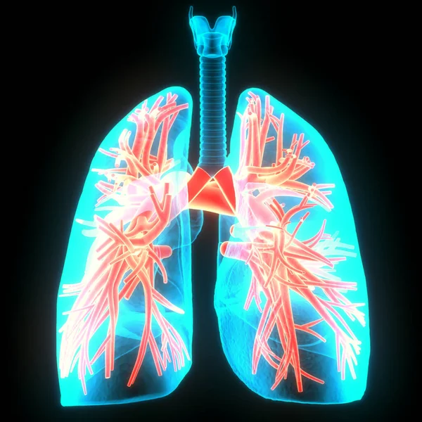 Sistema Respiratorio Humano Pulmones Anatomía —  Fotos de Stock