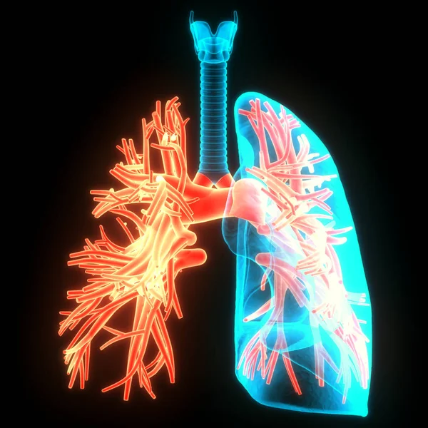 人間の呼吸器系 肺解剖学 — ストック写真